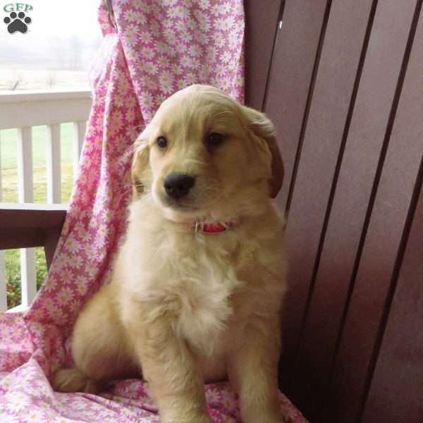 Uno, Golden Retriever Puppy